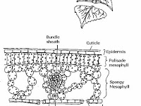 Leaf Cross Section Diagram Leaf Cross Section Diagram