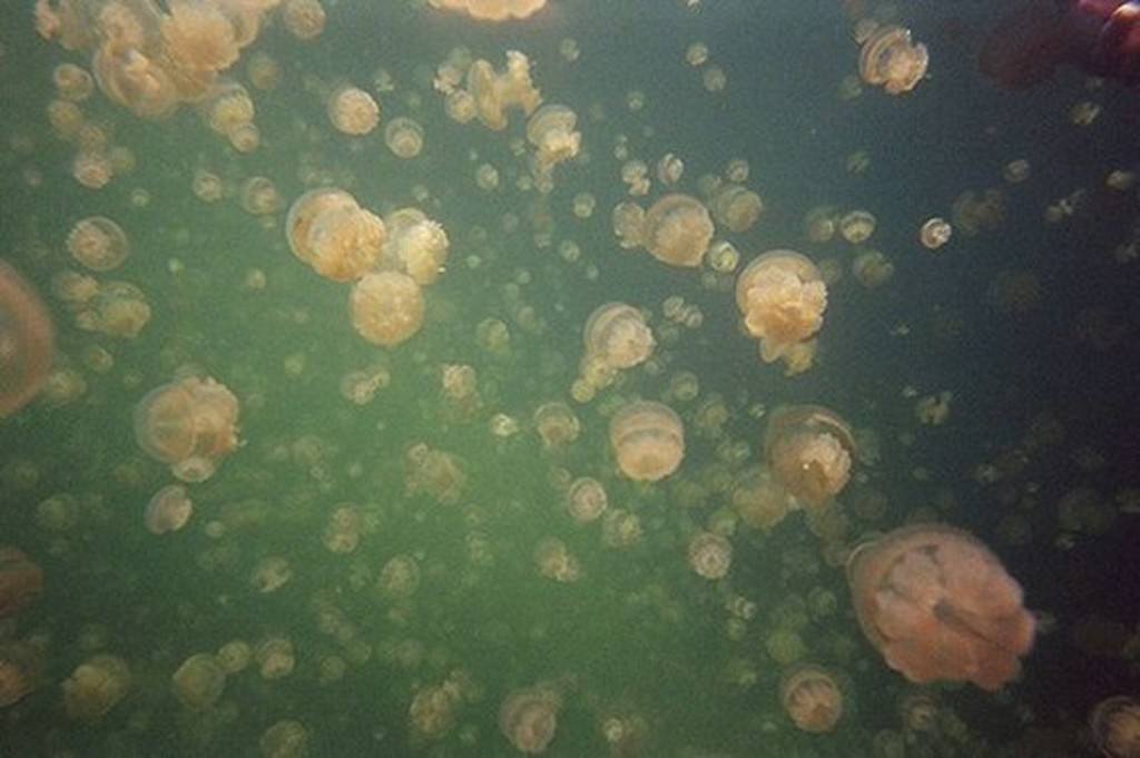 [jellyfish-lake03.jpg]