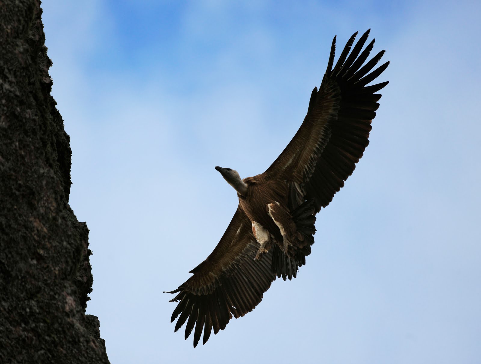 [Vulture+Landing.jpg]