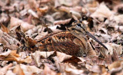 [Woodcock+(Mike+Flowers).jpg]