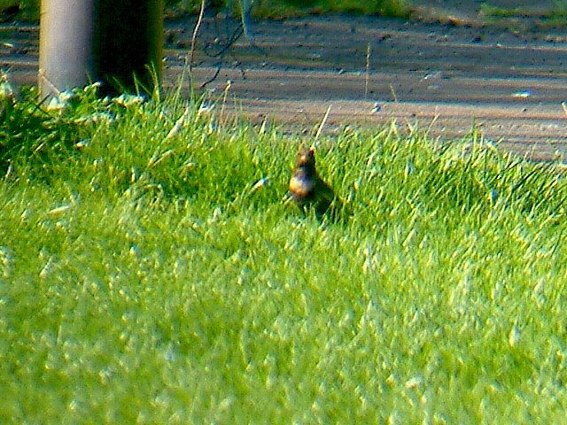 [Ring+Ouzel,+Scrubs+fem+2.JPG]