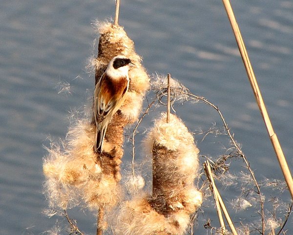 [Remiz+pendulinus.jpg]