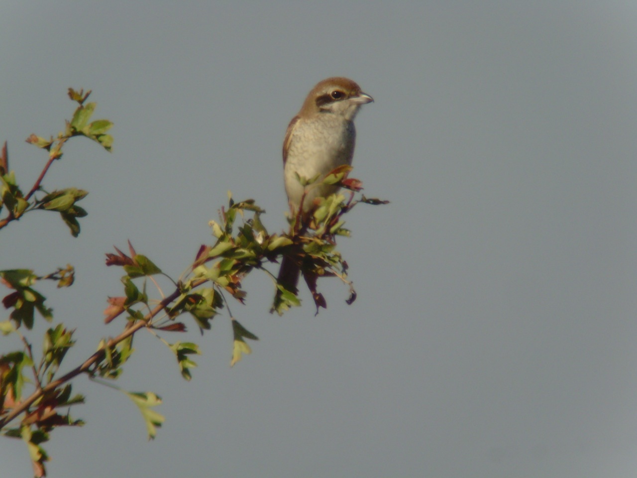 [Brown+Shrike+(David+Darrell+Lambert).jpeg]