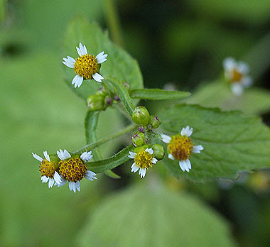 dettaglio del fiore di galinsoga. Foto di Andrea Mangoni