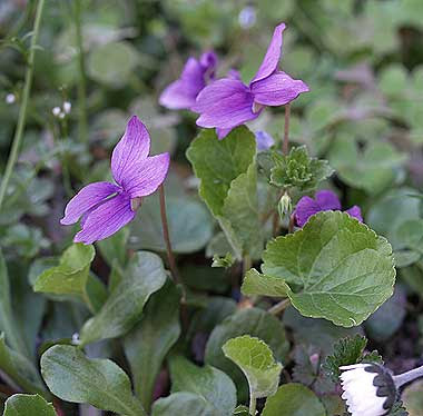 La viola mammola più pallida. Foto di Andrea Mangoni.