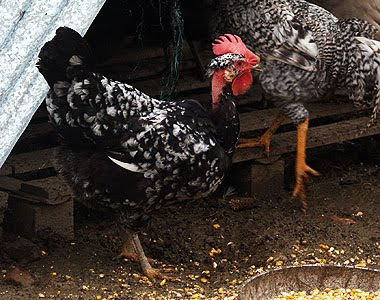 Gallina di Italiana a Collo Nudo. Allevatore Loris Traverso, foto Andrea Mangoni.