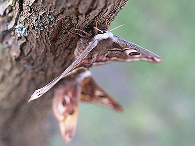 Coppia di Saturnia pavoniella (Saturnia pavoniella pair). Foto di Andrea Mangoni.