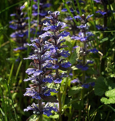 Ajuga reptans. Foto di Andrea Mangoni.