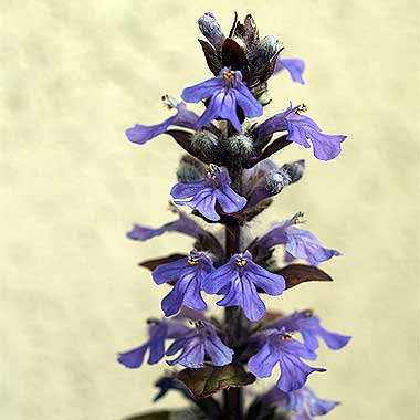 Ajuga reptans. Foto di Andrea Mangoni.