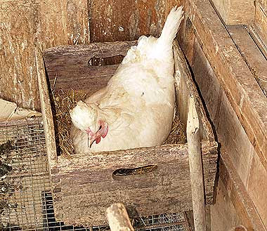 Una gallina ha scelto di deporre in una vecchia cassetta della frutta. Foto di Andrea Mangoni.