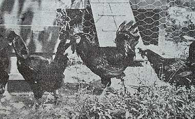 Padovana Gigante, 1932