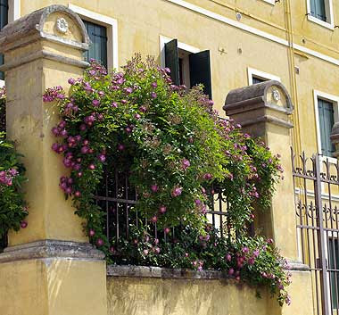 La rosa viola nella sua villa antica. Foto di Andrea Mangoni.