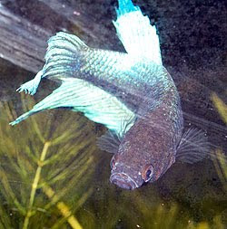 Femmina azzurra di Betta splendens. Foto di Andrea Mangoni.