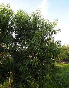 Albero di Pesco Lorenzino. Foto di Andrea Mangoni.