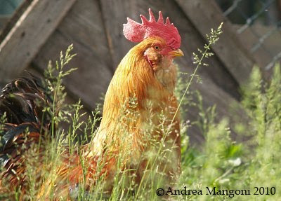 Gallo di Boffa al pascolo. Foto di Andrea Mangoni.