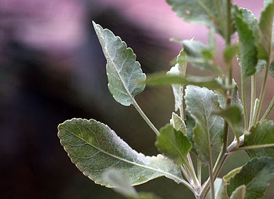 Foglie di balsamita (Balsamita major). Foto di Andrea Mangoni.