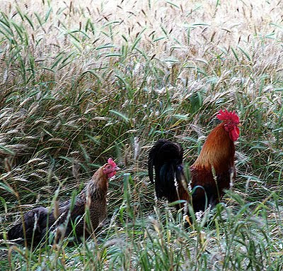 Come allevare galline nane