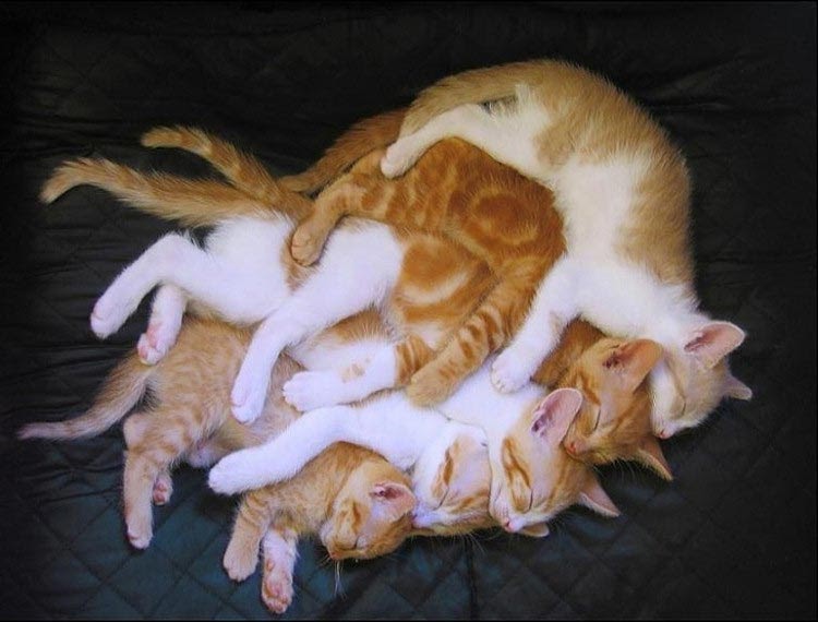 Tentang Kucing - Kenapa Tidur Dalam Posisi Melucukan