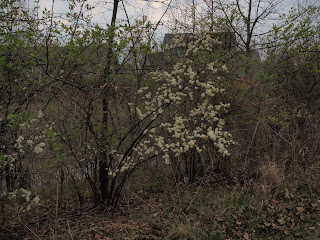 plum (Prunus americana).