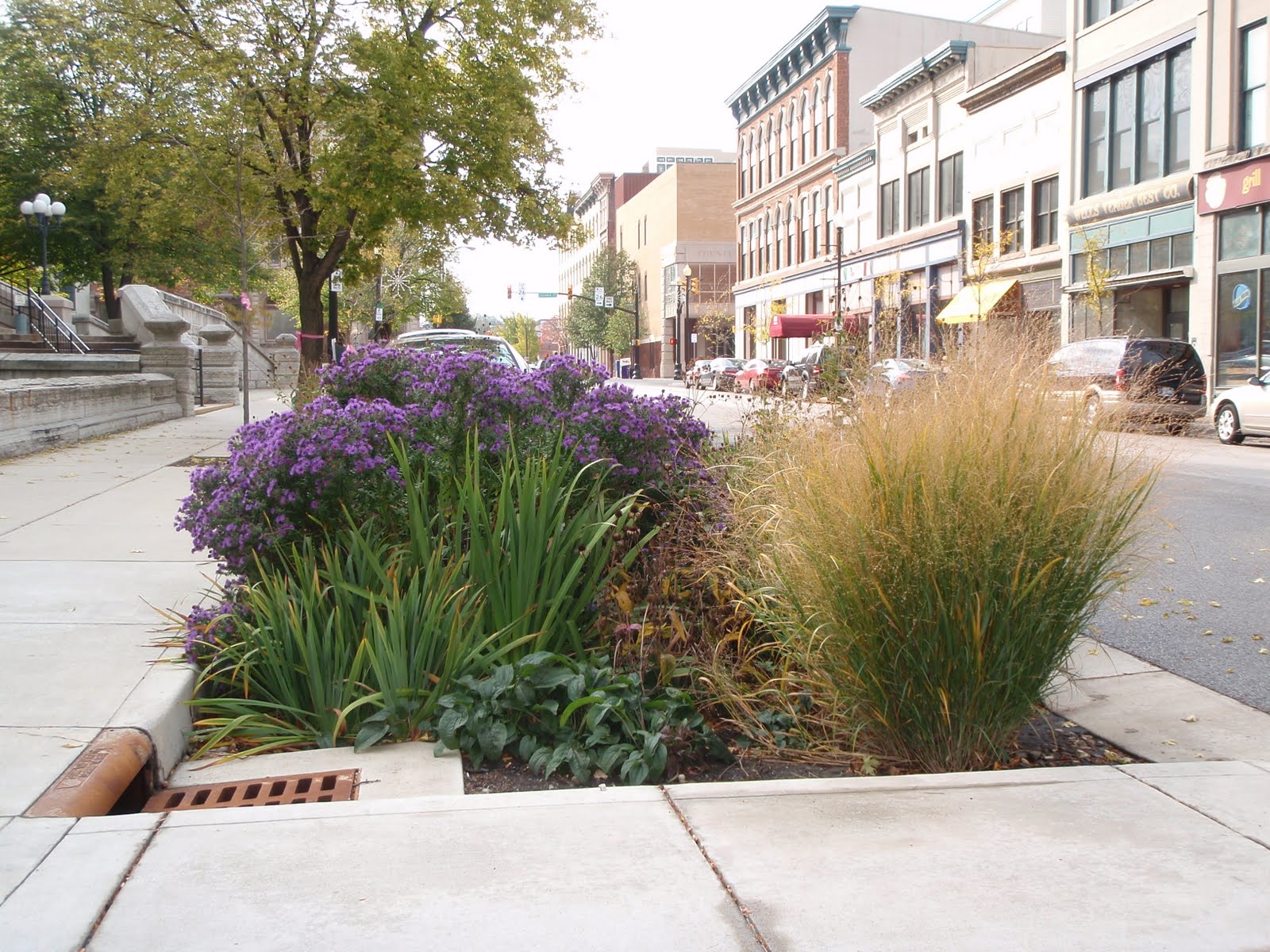 Lafayette report New England aster and Switchgrass