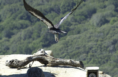 california condor nest