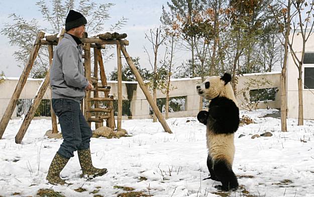 Panda Building