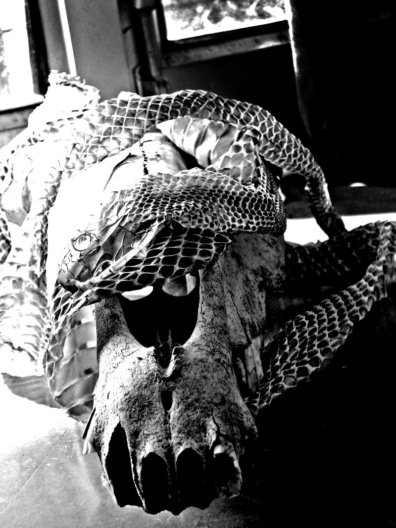 [skull2.JPG]