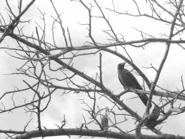 [crow.JPG]