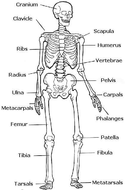 Epic image throughout printable skeletal system Irresistible image with regard to printable skeletal system