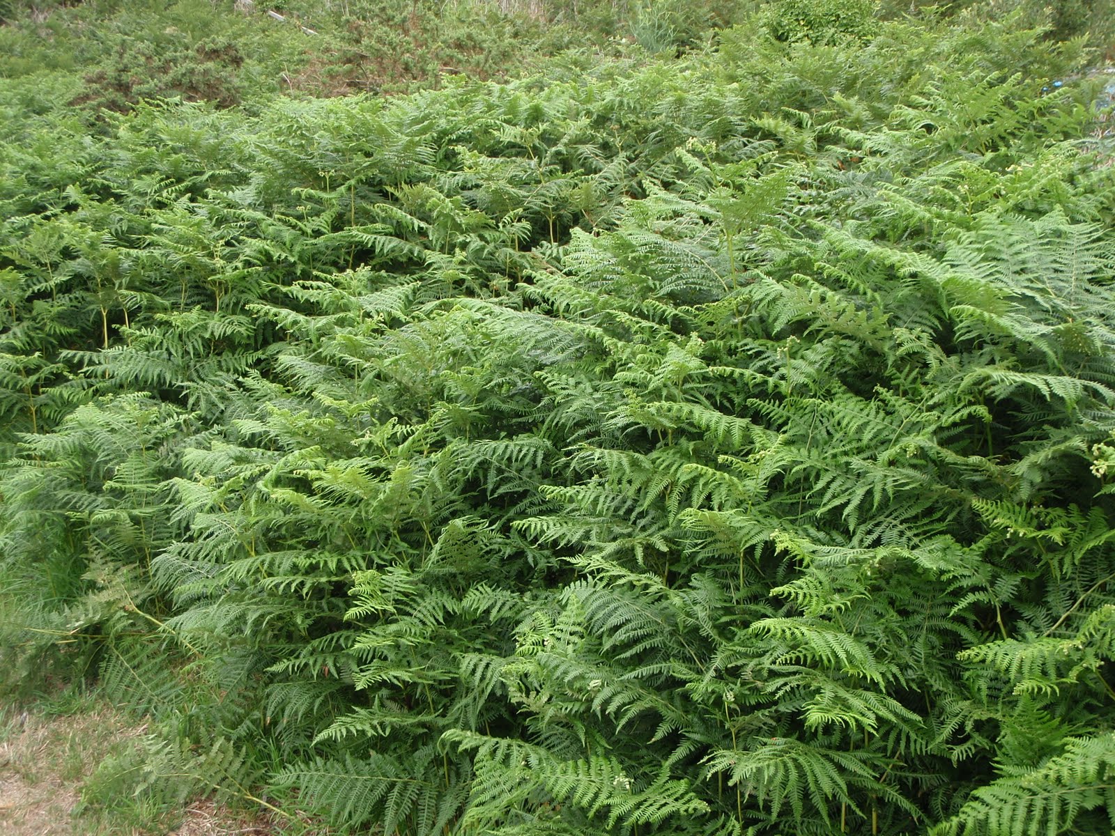 La Moye Golf Club Controlling Bracken