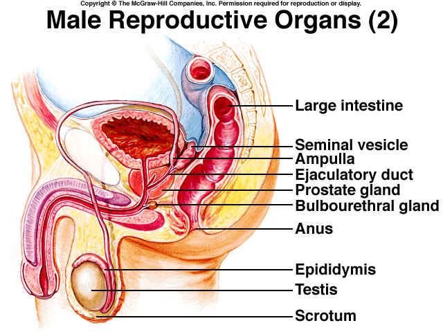 Ayun Farichah Dian Husada Fisiologi Sistem Reproduksi Pria