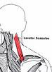 The Levator Scapulae Muscle attaches from the vertebrae of C1-C4 to the medial border of the scapulae