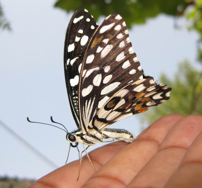 Common Lime Butterfly Nature, Cultural, and Travel Photography Blog
