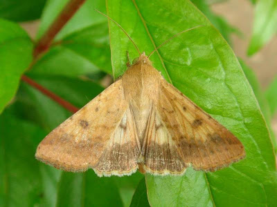 Corn Earworm Mothborder=