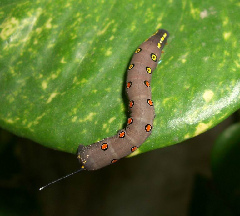 Brown caterpillar with red yellow dots Nature, Cultural, and Travel