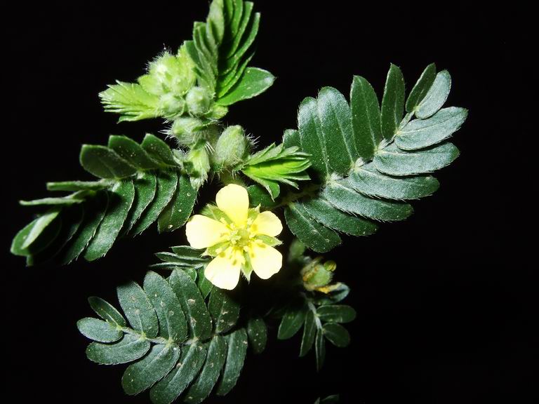 Tribulus terrestris Nature, Cultural, and Travel Photography Blog