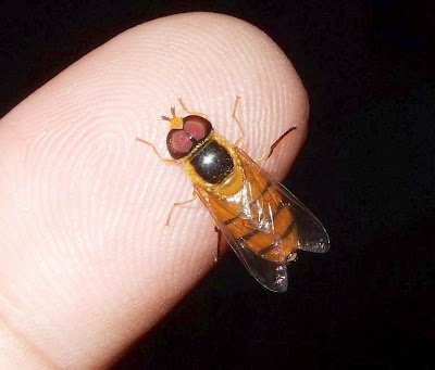 hover fly