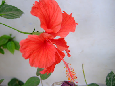 Hibiscus Flower