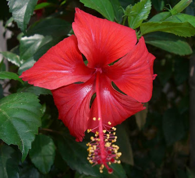 Hibiscus Flower