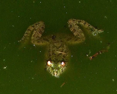 Leopard Frog