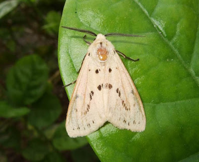 Buff Ermine Moth