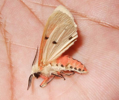Buff Ermine Moth