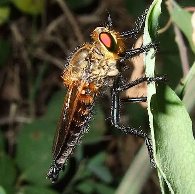 Robber Flies