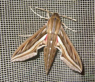Silver-striped Hawk Moth Pictures