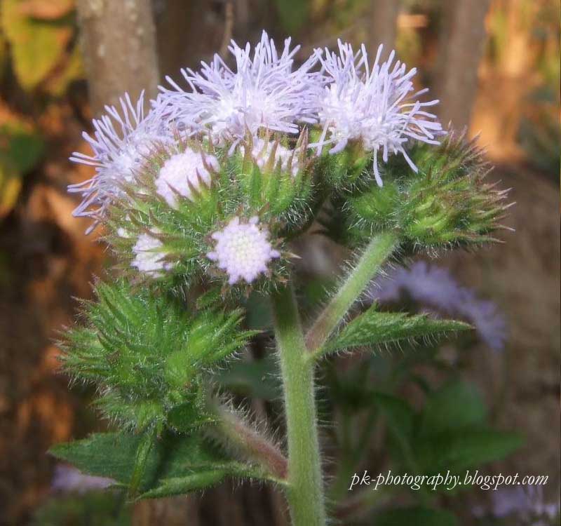 Blue Mist Flower Nature, Cultural, and Travel Photography Blog