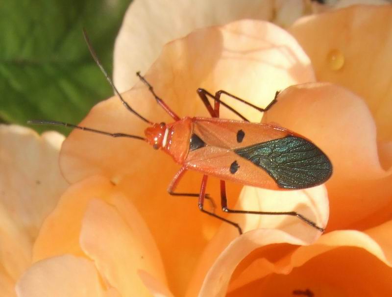 Red Cotton BugDysdercus cingulatus Nature, Cultural, and Travel