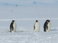 The cutest Emperor penguins