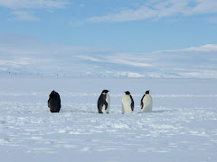 More cute penguins