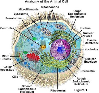 நோபல் விஞ்ஞானி வெங்கட்ராமன் ராமகிருஷ்ணனும் ரிபோசோம்களும் Animal+cell+anotomy