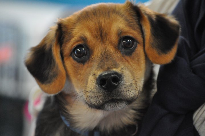 need of more foster homes